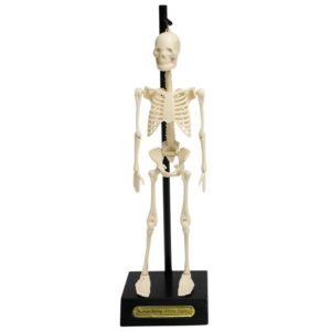 Анатомичен модел на скелет - Rex London